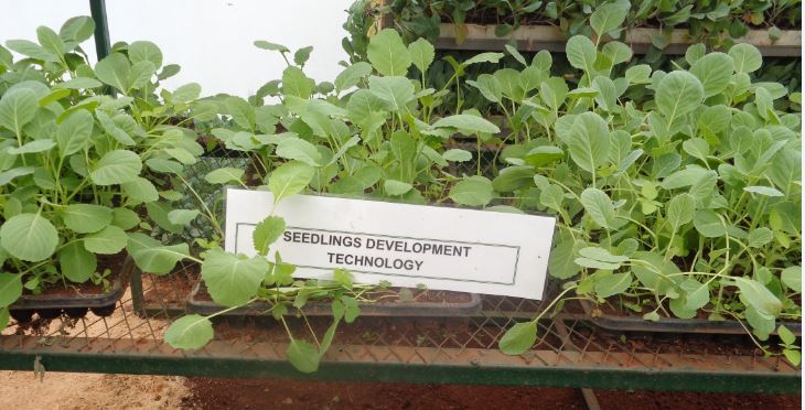 Seedling devt.JPG